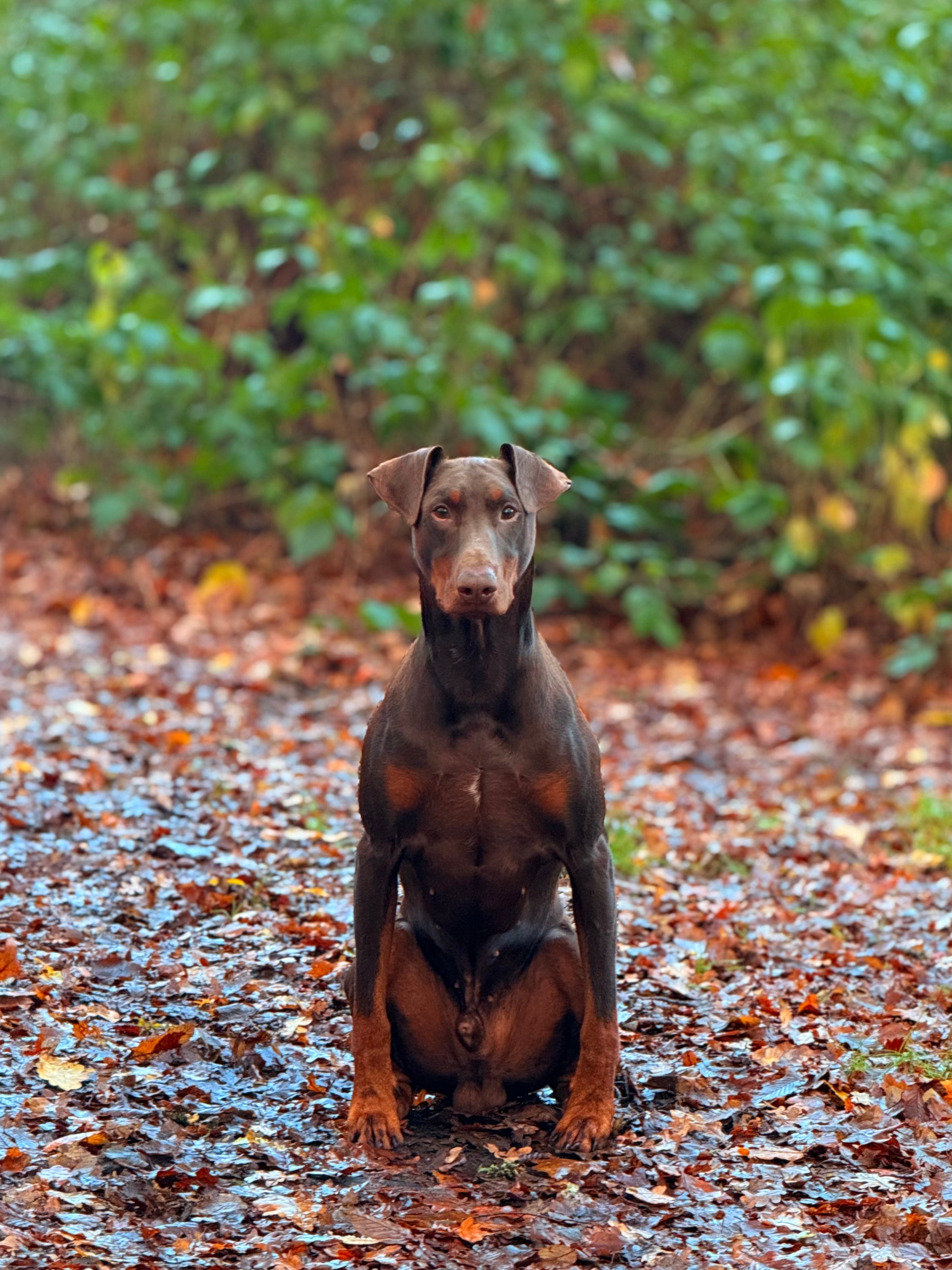 Dog training session