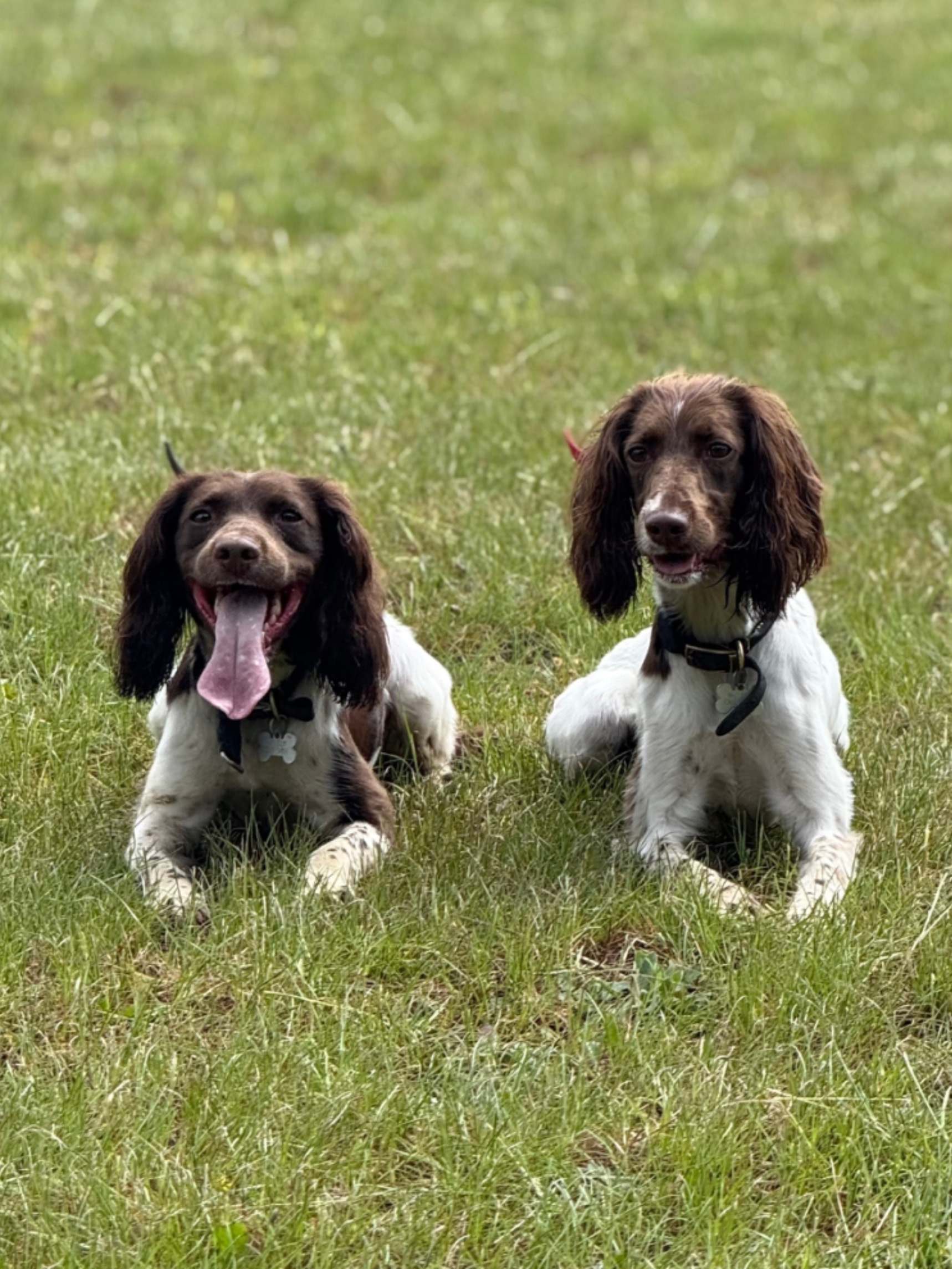 Obedience Training