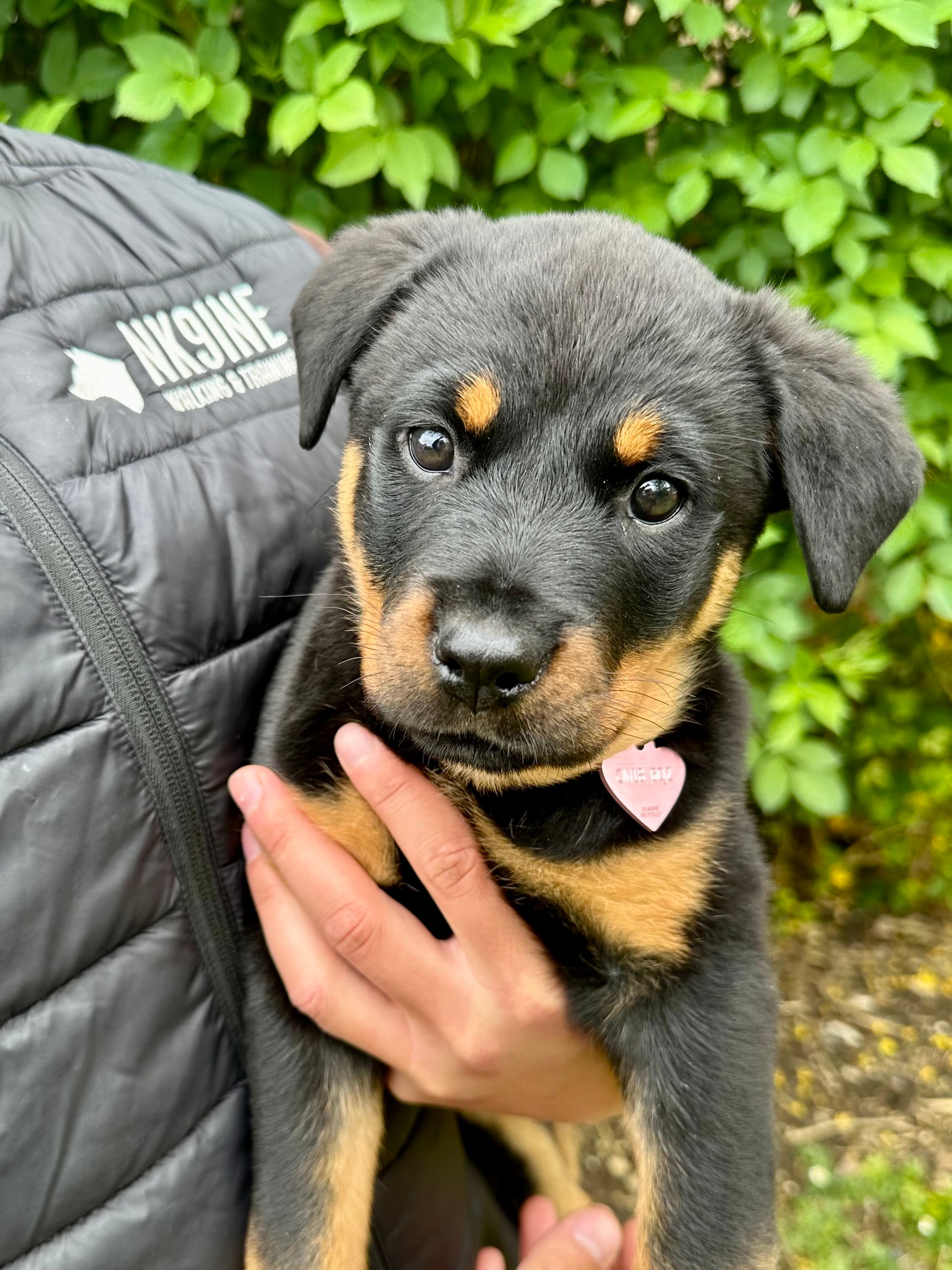 Puppy Training